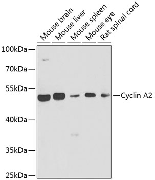 Cyclin A2 Polyclonal Antibody