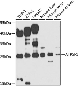 ATP5F1 Polyclonal Antibody