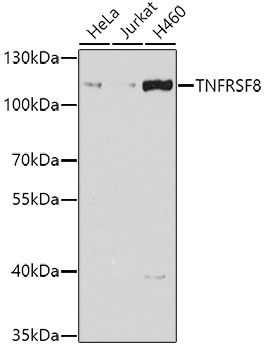 CD30 Polyclonal Antibody