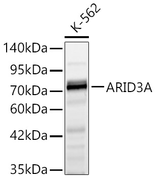 ARID3A Polyclonal Antibody