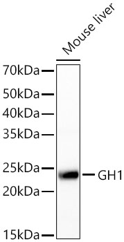 GH1 Polyclonal Antibody