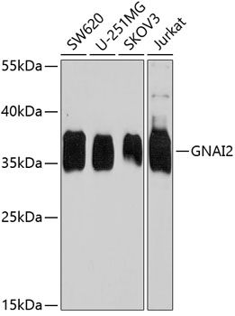 GNAI2 Polyclonal Antibody