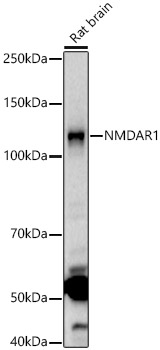 NMDAR1 Polyclonal Antibody