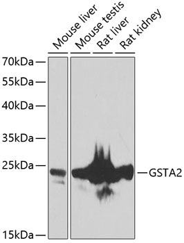 GSTA2 Polyclonal Antibody