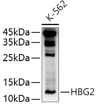 HBG2 Polyclonal Antibody