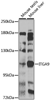 ITGA9 Polyclonal Antibody