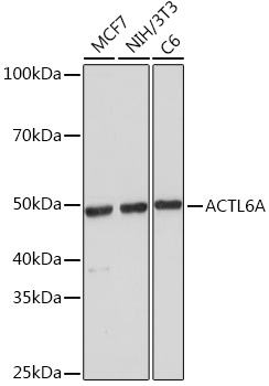 ACTL6A Monoclonal Antibody [5U6J8]&nbsp;<img src="images/icon_newarrival.gif" alt="new" border="0">
