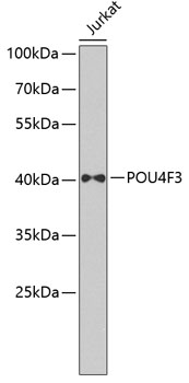 POU4F3 Polyclonal Antibody