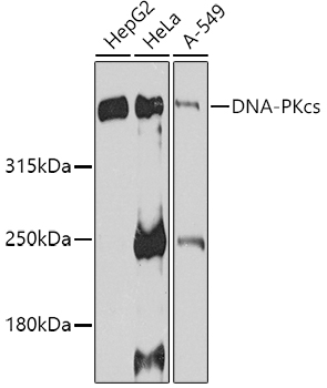 DNA-PKcs Polyclonal Antibody