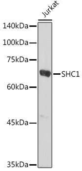 SHC1 Polyclonal Antibody