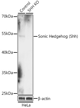 Sonic Hedgehog (Shh) Polyclonal Antibody