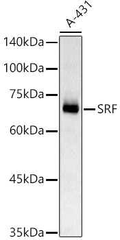 SRF Polyclonal Antibody