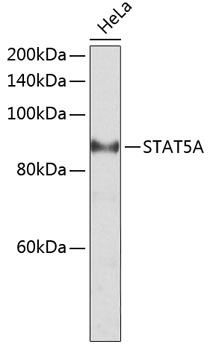 STAT5A Polyclonal Antibody