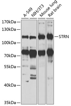 STRN Polyclonal Antibody