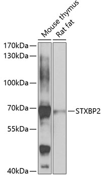 STXBP2 Polyclonal Antibody