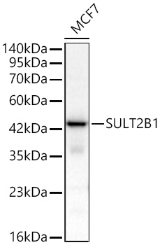 SULT2B1 Polyclonal Antibody