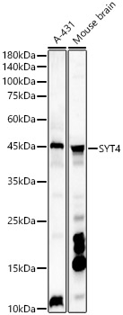 SYT4 Polyclonal Antibody