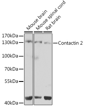 Contactin 2 Polyclonal Antibody