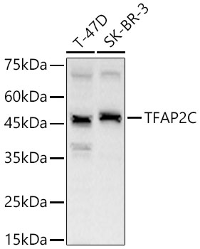 TFAP2C Polyclonal Antibody