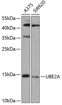 UBE2A Polyclonal Antibody
