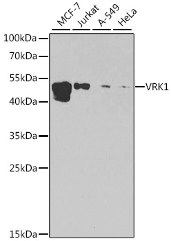 VRK1 Polyclonal Antibody