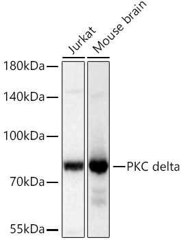 PKC delta Monoclonal Antibody [7I5U6]