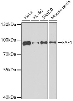 FAF1 Polyclonal Antibody