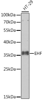EHF Polyclonal Antibody