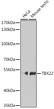 TBX22 Polyclonal Antibody
