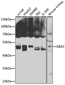 GBA3 Polyclonal Antibody