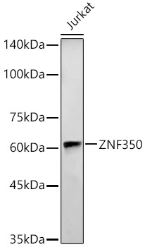 ZNF350 Polyclonal Antibody