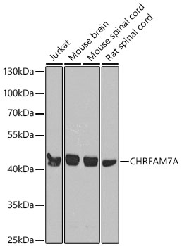 CHRFAM7A Polyclonal Antibody