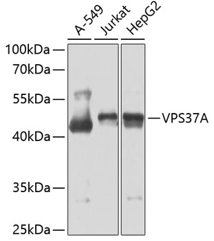 VPS37A Polyclonal Antibody