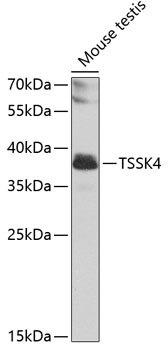TSSK4 Polyclonal Antibody