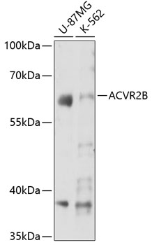 ACVR2B Polyclonal Antibody