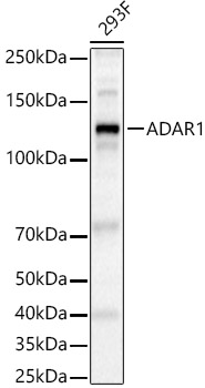 ADAR1 Polyclonal Antibody&nbsp;<img src="images/icon_newarrival.gif" alt="new" border="0">