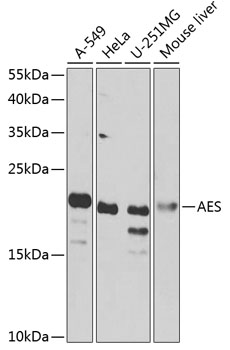 AES Polyclonal Antibody&nbsp;<img src="images/icon_newarrival.gif" alt="new" border="0">