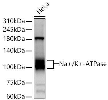 Na+/K+-ATPase Polyclonal Antibody