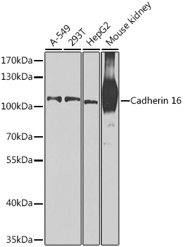 Cadherin 16 Polyclonal Antibody
