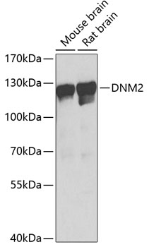 DNM2 Polyclonal Antibody