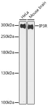 IP3R Polyclonal Antibody