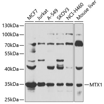MTX1 Polyclonal Antibody