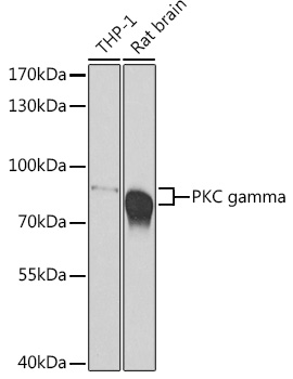 PKC gamma Polyclonal Antibody