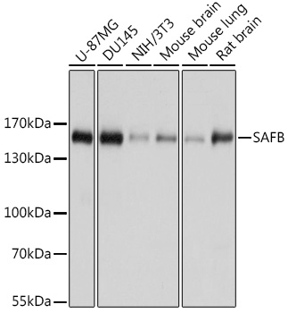SAFB Polyclonal Antibody