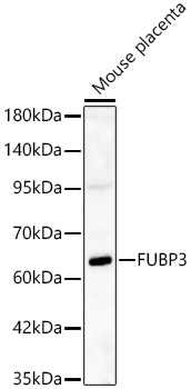 FUBP3 Polyclonal Antibody