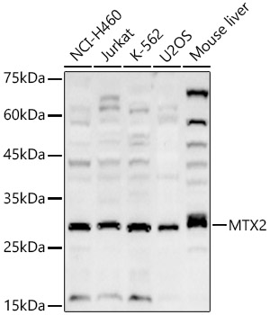 MTX2 Polyclonal Antibody