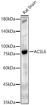 ACSL6 Polyclonal Antibody&nbsp;<img src="images/icon_newarrival.gif" alt="new" border="0">