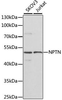 NPTN Polyclonal Antibody