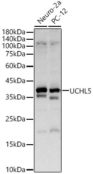 UCHL5 Polyclonal Antibody