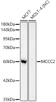MCCC2 Polyclonal Antibody